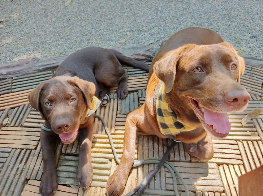 Studying free-ranging dogs has provided invaluable insights into the natural social structures and interactions of domestic dogs