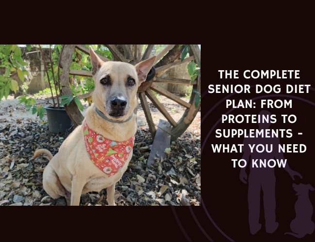 The Complete Senior Dog Diet Plan From Proteins to Supplements - What You Need to Know