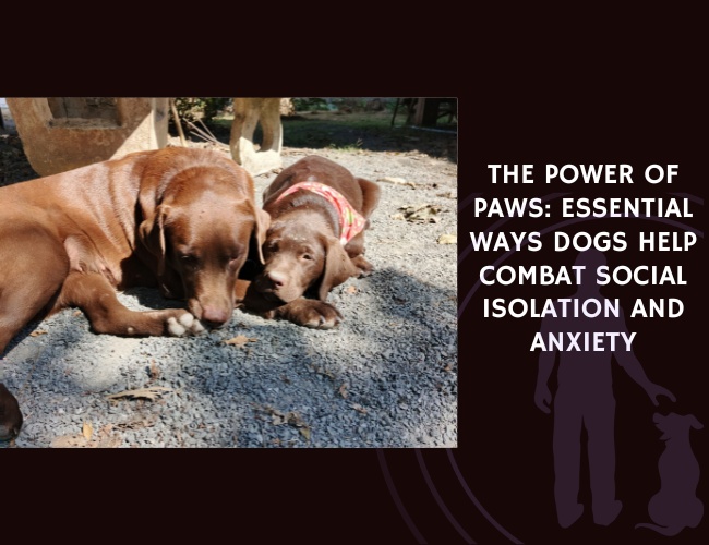 The Power of Paws Essential Ways Dogs Help Combat Social Isolation and Anxiety