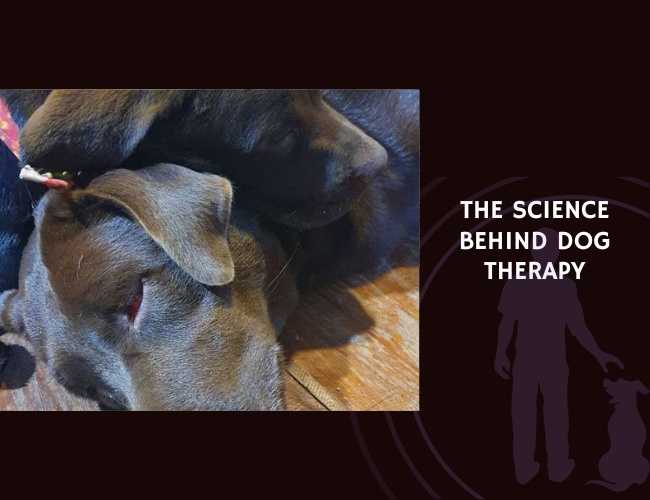 The Science Behind Dog Therapy
