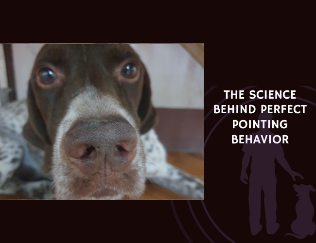 The Science Behind Perfect Pointing Behavior