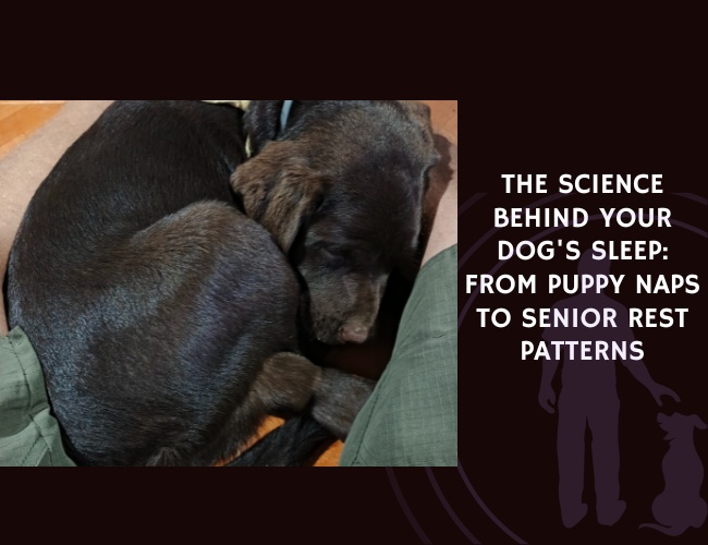 The Science Behind Your Dog's Sleep From Puppy Naps to Senior Rest Patterns