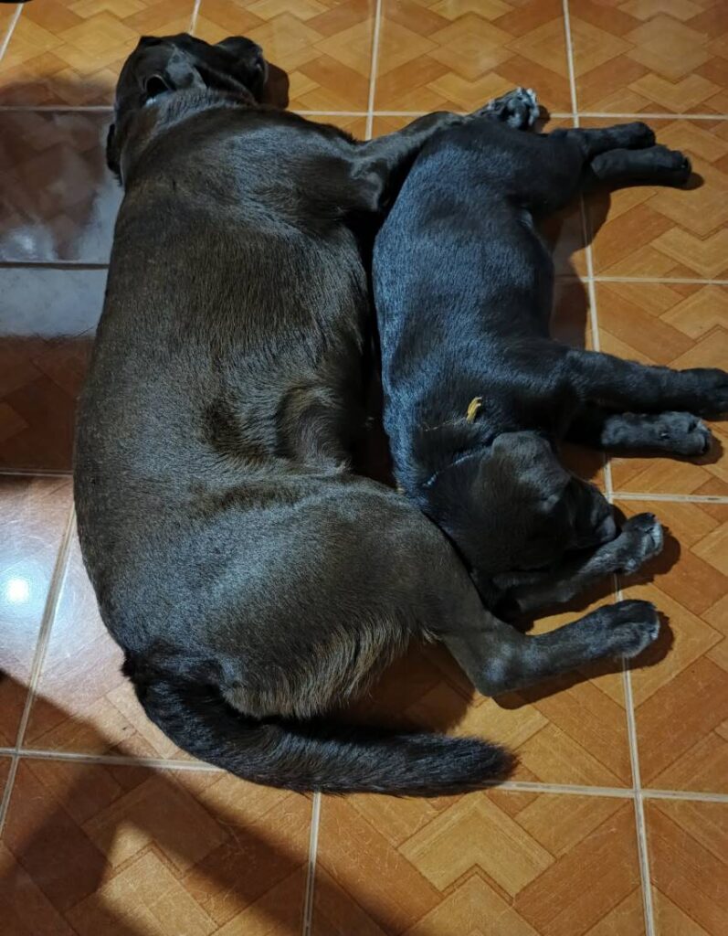 The amount of sleep required by dogs varies significantly by age