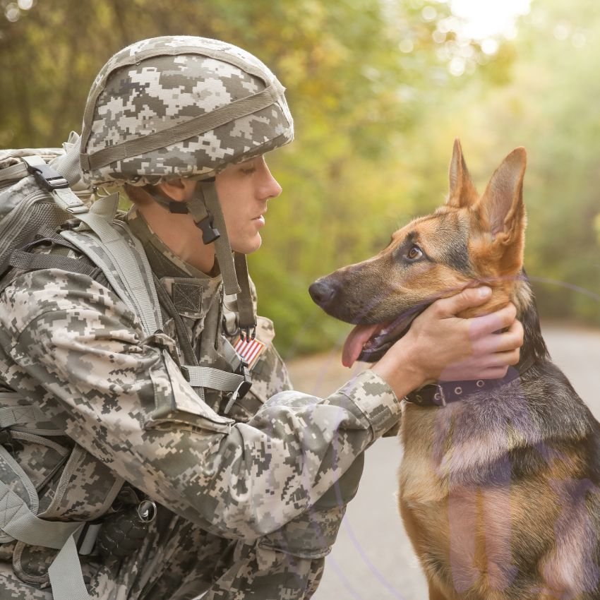 Training a service or therapy dog requires time and dedication