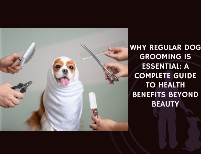 Why Regular Dog Grooming Is Essential A Complete Guide to Health Benefits Beyond Beauty