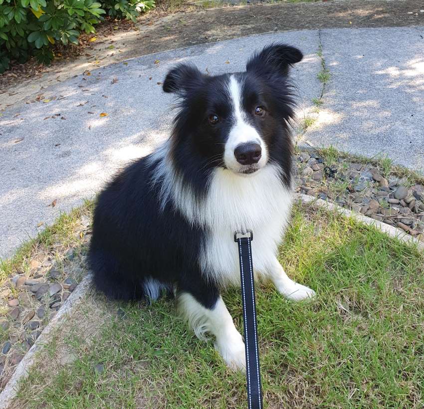 With consistent training, adult dogs develop reliable habits and routines