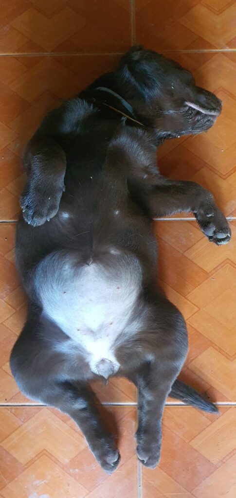 Puppy after eat 5kg boiled sweet potato