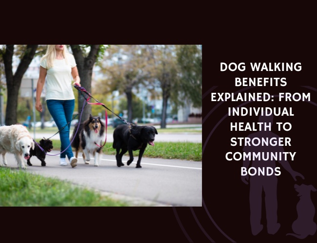 Dog Walking Benefits Explained From Individual Health to Stronger Community Bonds