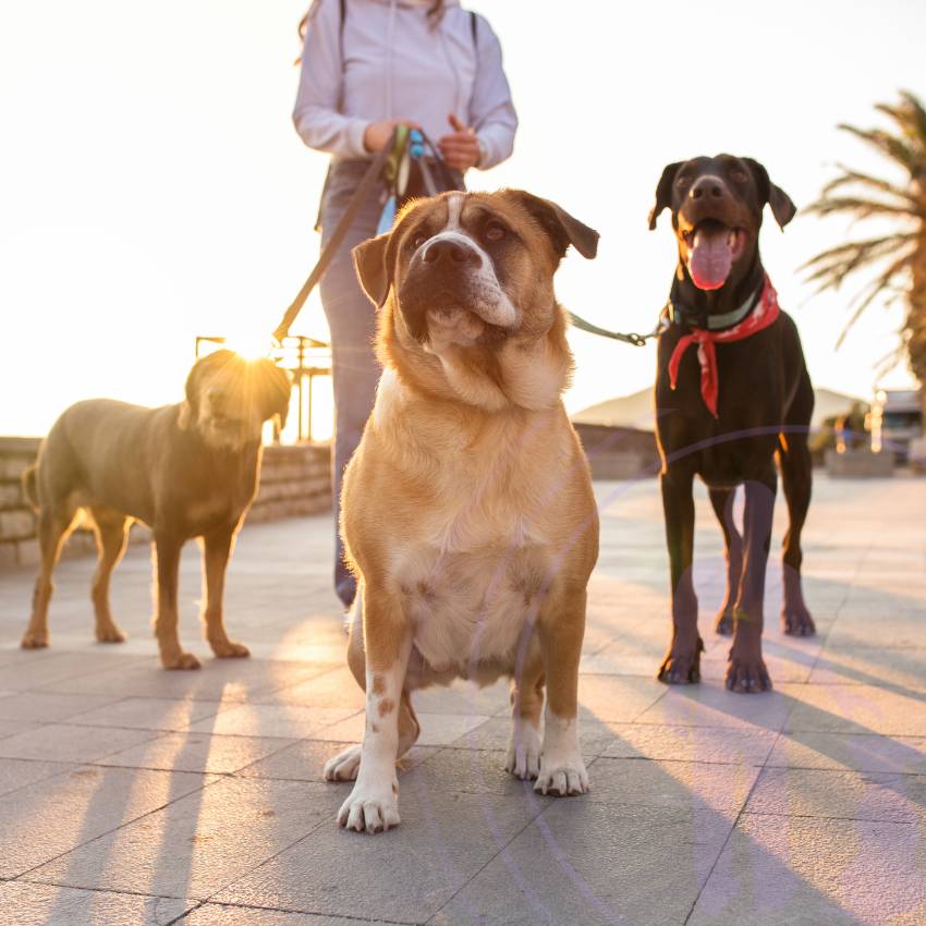 Dog walking has been shown to significantly reduce stress, anxiety, and depression