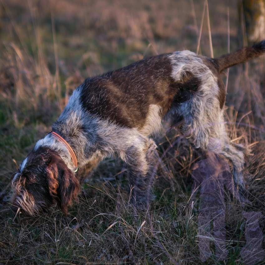 Dogs are exceptionally adept at recognizing and remembering specific scents