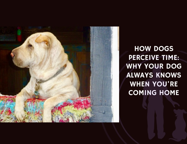 How Dogs Perceive Time: Why Your Dog Always Knows When You're Coming Home