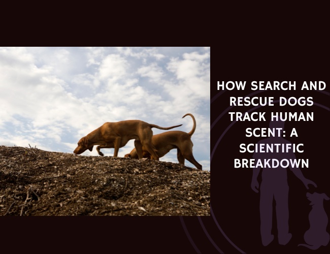 How Search and Rescue Dogs Track Human Scent A Scientific Breakdown