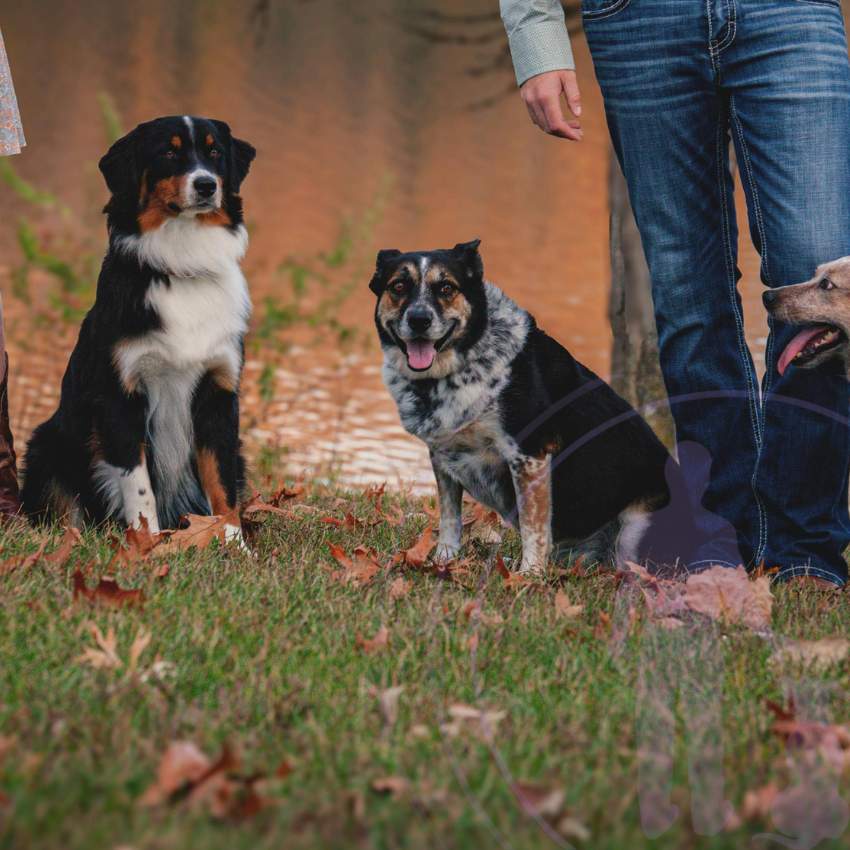 One of the most fascinating aspects of a dog's communication ability is their skill in interpreting human body language and emotional signals