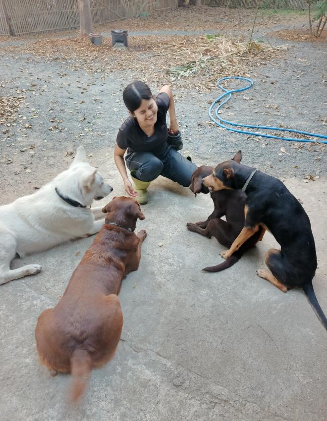 Temperament is a combination of a dog's personality, instincts, and energy levels, all of which play critical roles in training outcomes