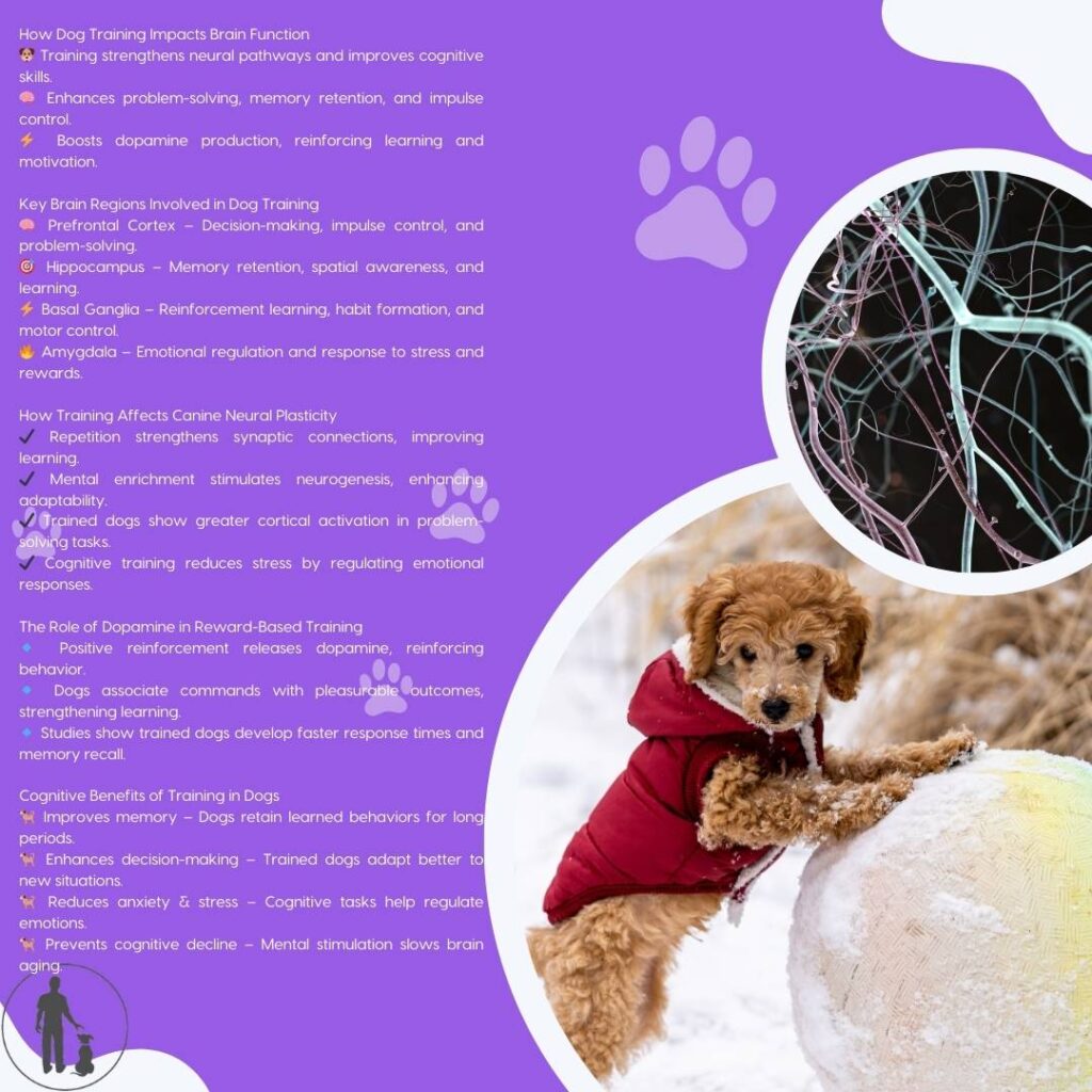 The Cognitive Neuroscience of Dog Training