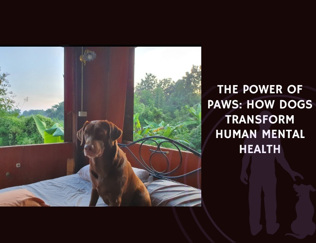 The Power of Paws How Dogs Transform Human Mental Health
