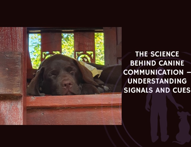 The Science Behind Canine Communication – Understanding Signals and Cues