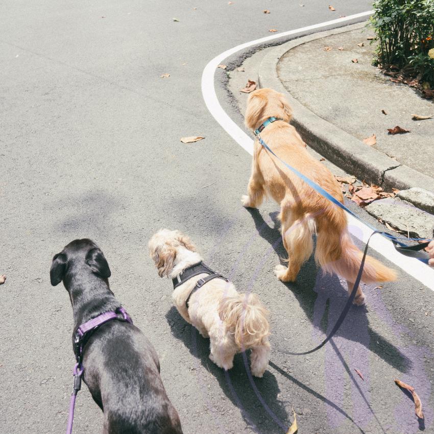 The breed, size, and energy levels of a dog significantly influence the frequency and duration of walks