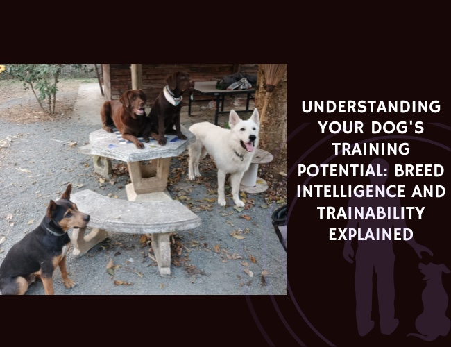 Understanding Your Dog's Training Potential Breed