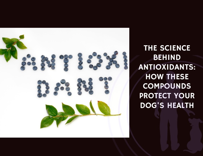 The Science Behind Antioxidants How These Compounds Protect Your Dog's Health
