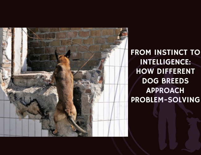 From Instinct to Intelligence How Different Dog Breeds Approach Problem-Solving