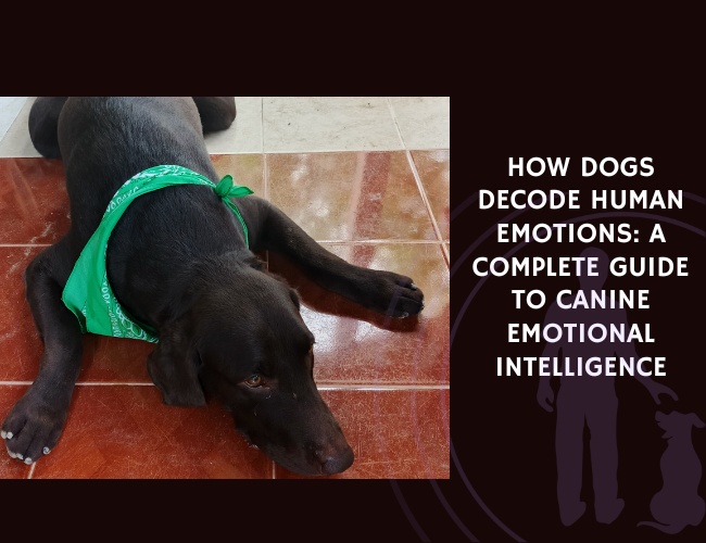 How Dogs Decode Human Emotions A Complete Guide to Canine Emotional Intelligence