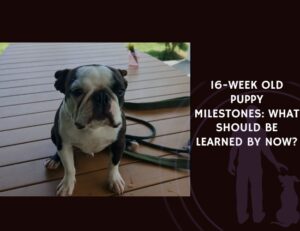 16-Week Old Puppy Milestones What Should Be Learned By Now