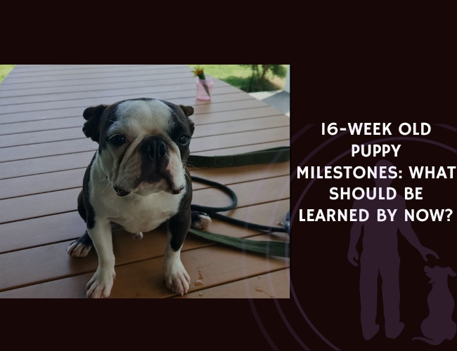 16-Week Old Puppy Milestones What Should Be Learned By Now