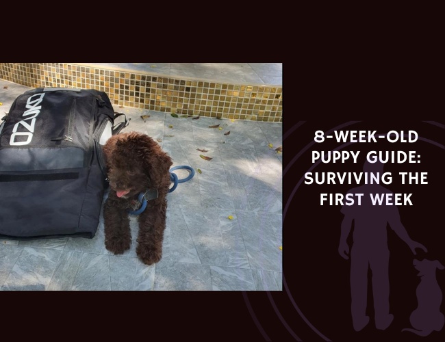 8-Week-Old Puppy Guide Surviving the First Week