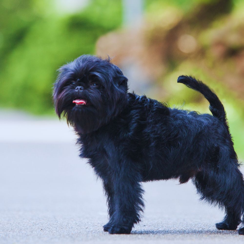 Affenpinscher