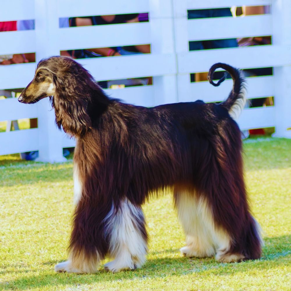 Afghan Hound