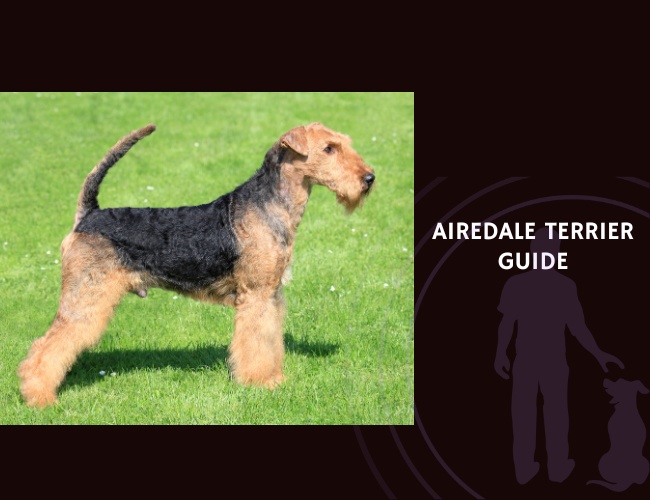 Airedale Terrier Guide