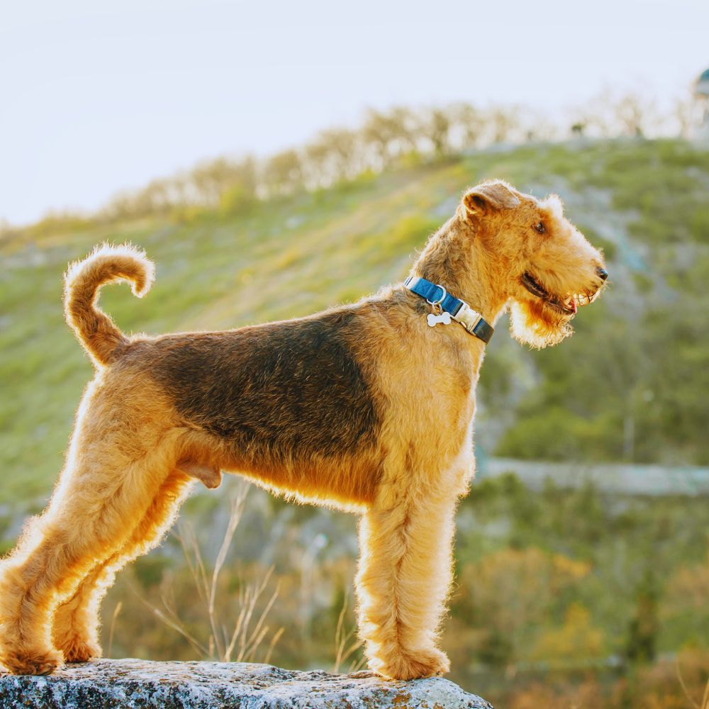 Airedale Terrier