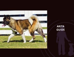 Akita Guide