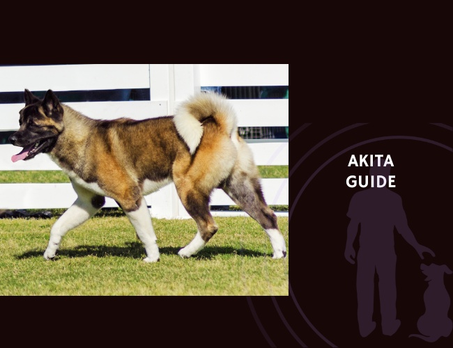 Akita Guide
