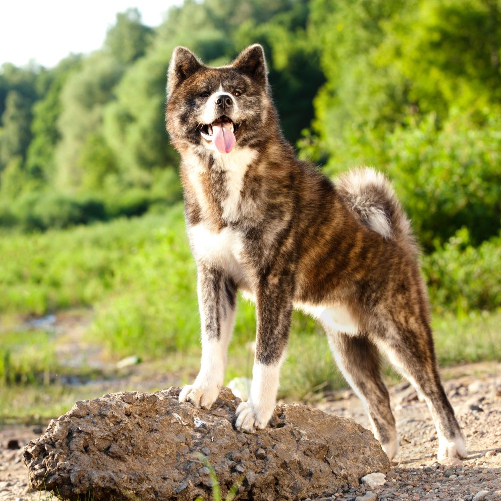 Akita