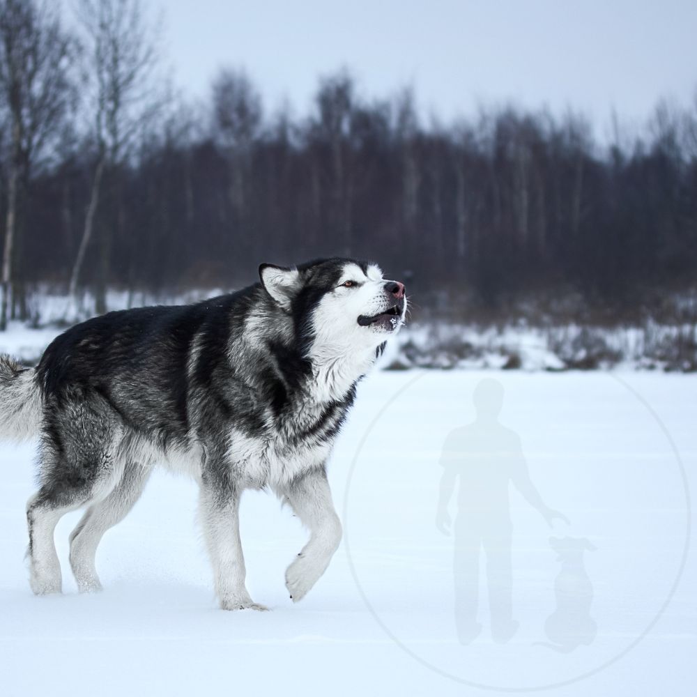 Alaskan Malamute