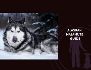 Alaskan Malamute Guide