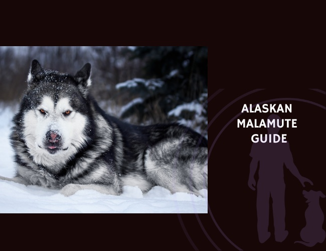 Alaskan Malamute Guide