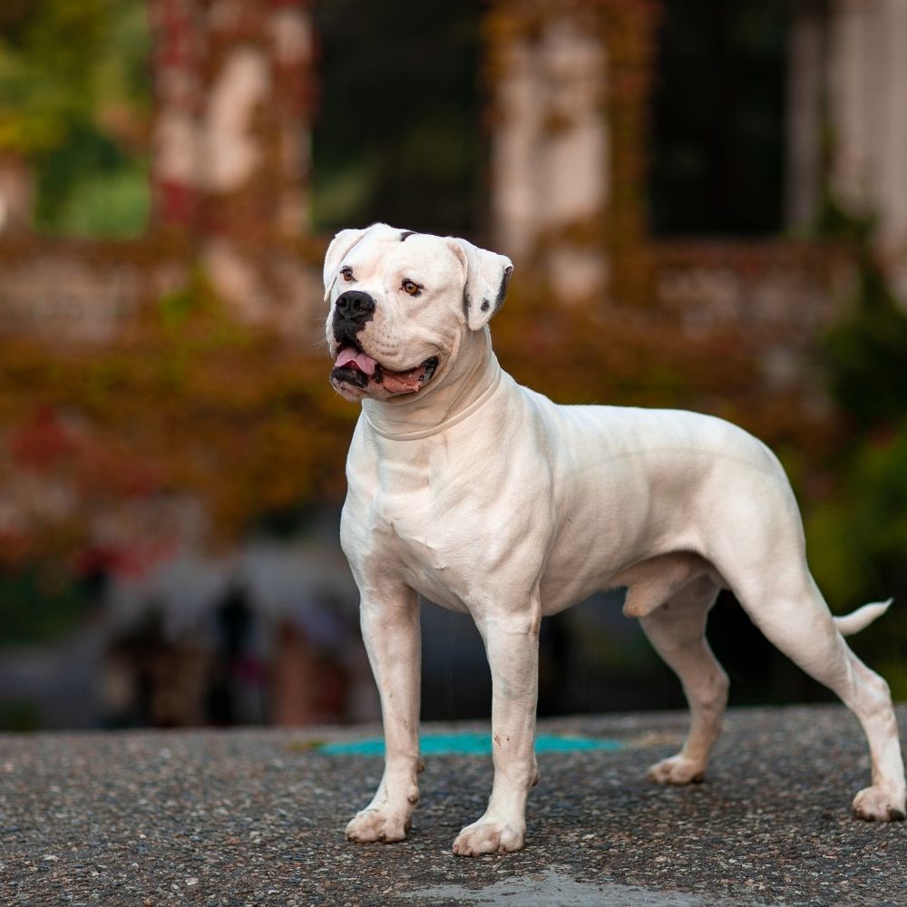 American Bulldog