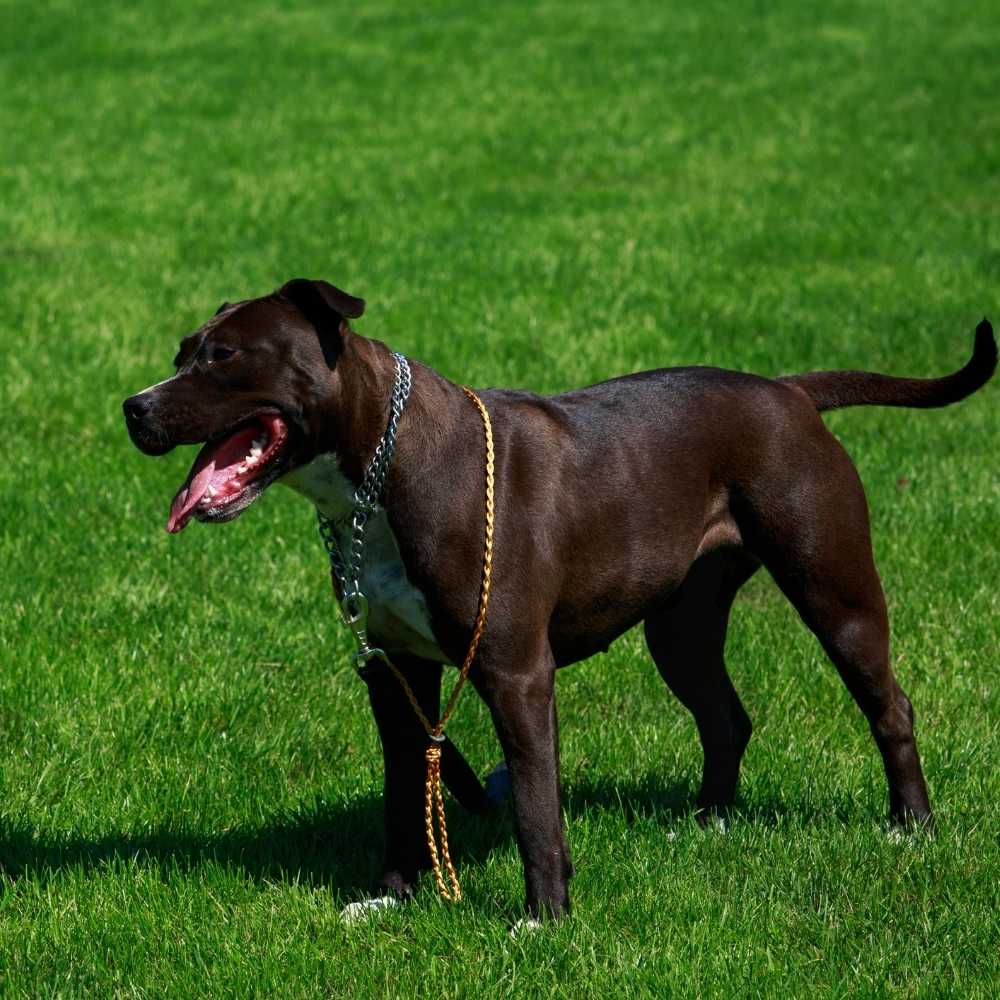 American Pit Bull Terrier