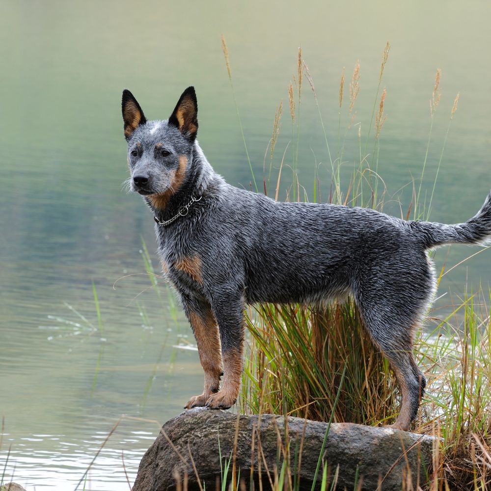 Australian Cattle Dog