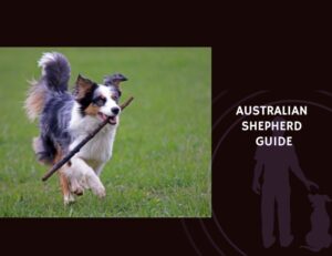 Australian Shepherd Guide