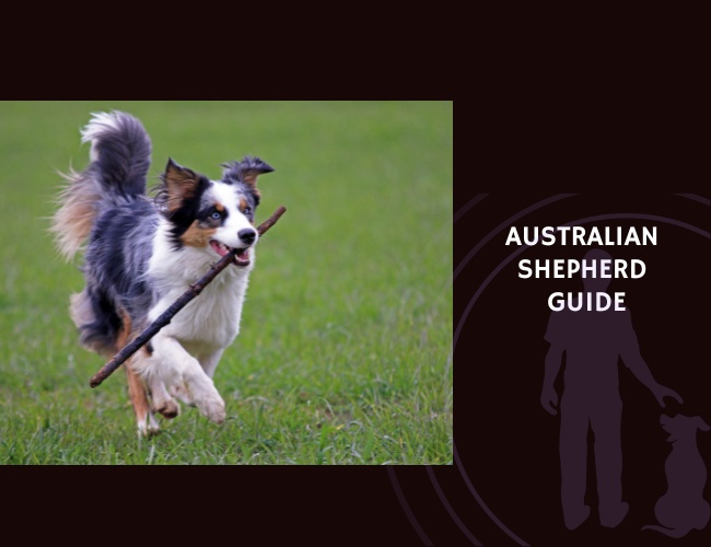 Australian Shepherd Guide