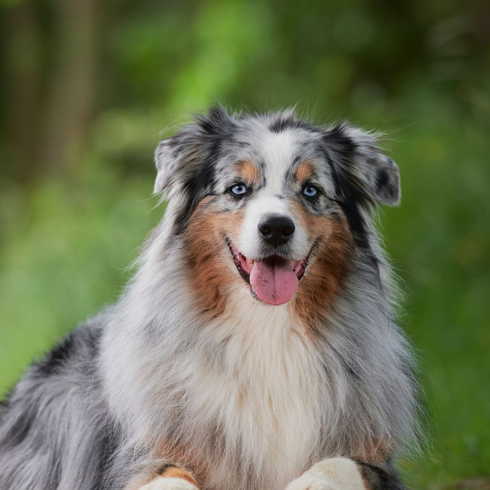 Australian Shepherd