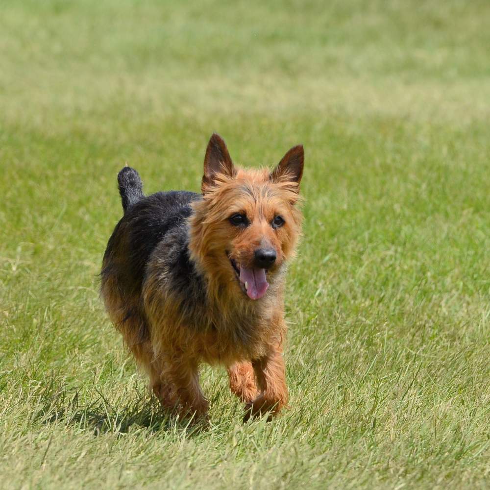 Australian Terrier
