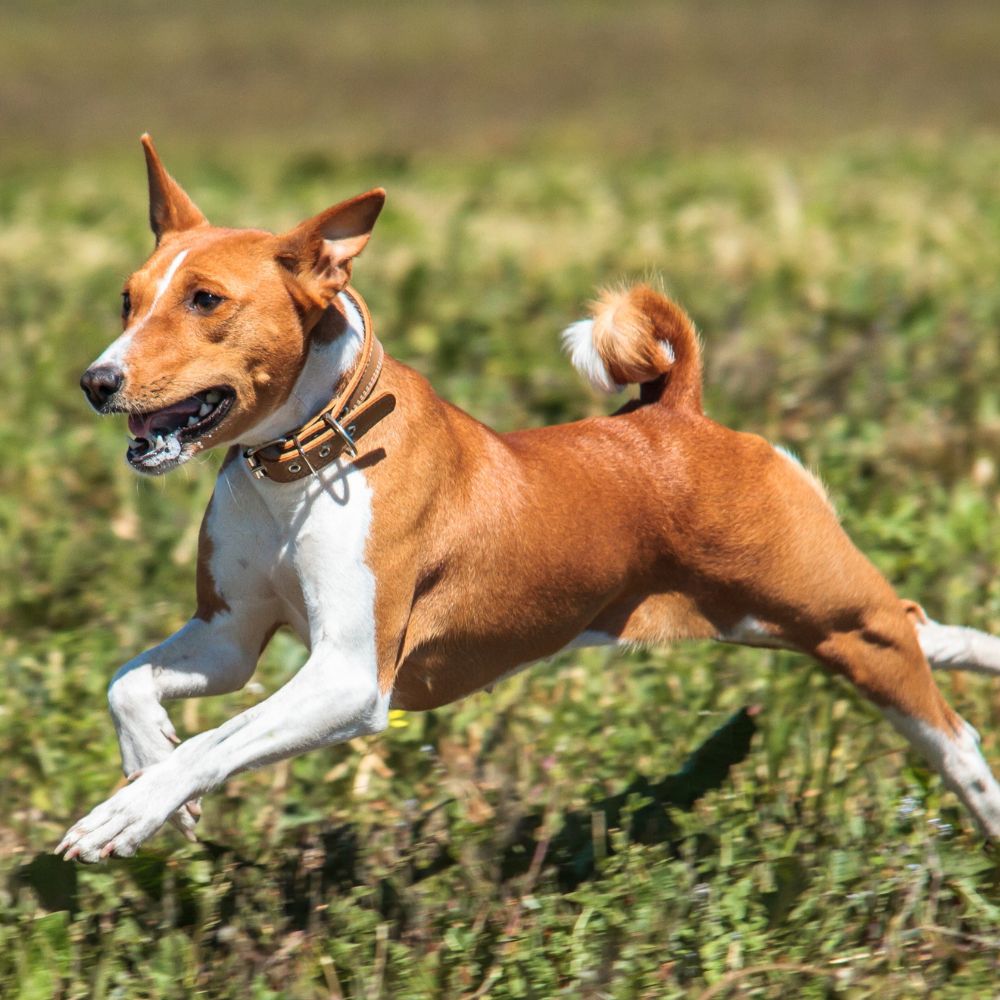 Basenji