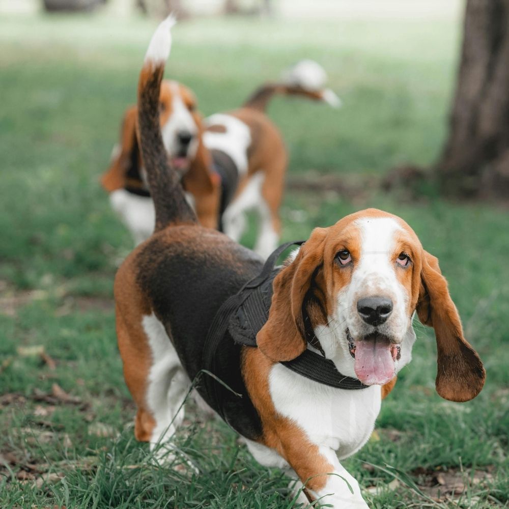 Basset Hound
