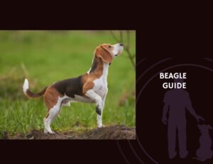 Beagle Guide