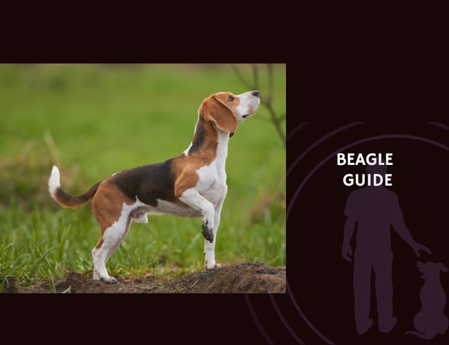 Beagle Guide